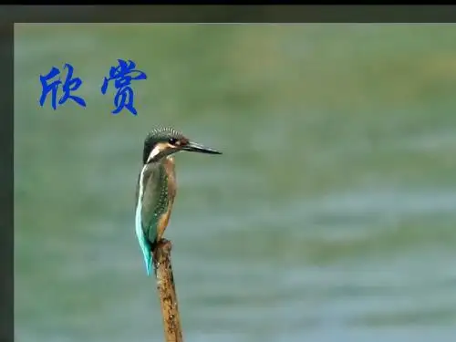语文人教版三年级下册5《翠鸟》ppt