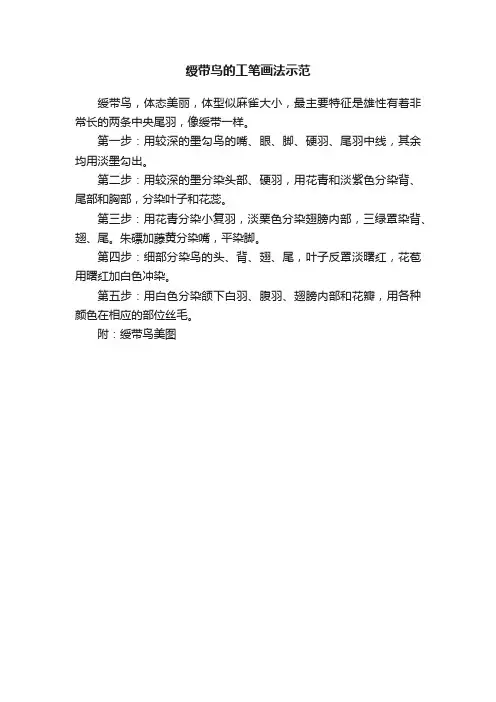 绶带鸟的工笔画法示范