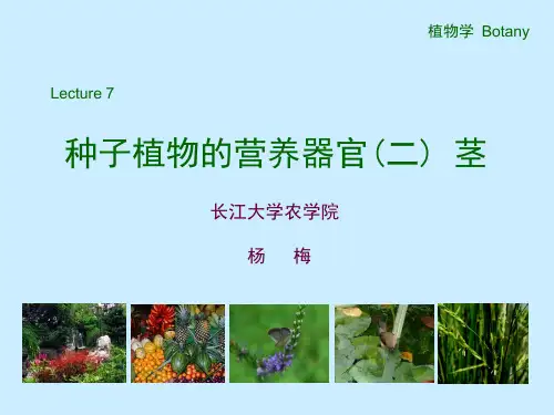 茎的功能和形态