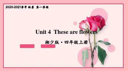 湘少版四年级英语上册Unit 4课件PPT
