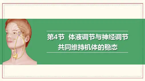 3.4体液调节与神经调节共同维持机体的稳态课件高二上学期生物浙科版选择性必修1