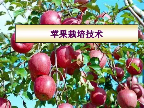 苹果栽培技术PPT课件