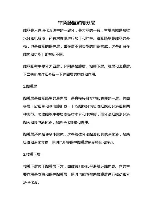 结肠肠壁解剖分层