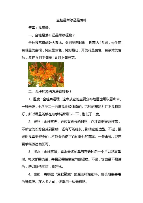 金桂是常绿还是落叶