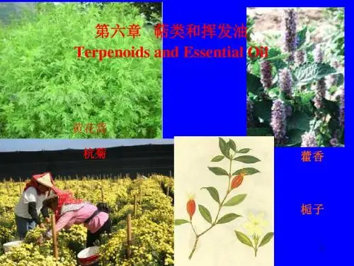 61萜类和挥发油-PPT课件