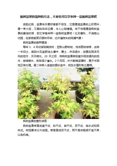 枫树盆景的栽种的方法，大家也可以学来种一盆枫树盆景吧