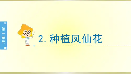 小学科学教科版四年级下册第一单元第2课《种植凤仙花》课件8(2021新版)