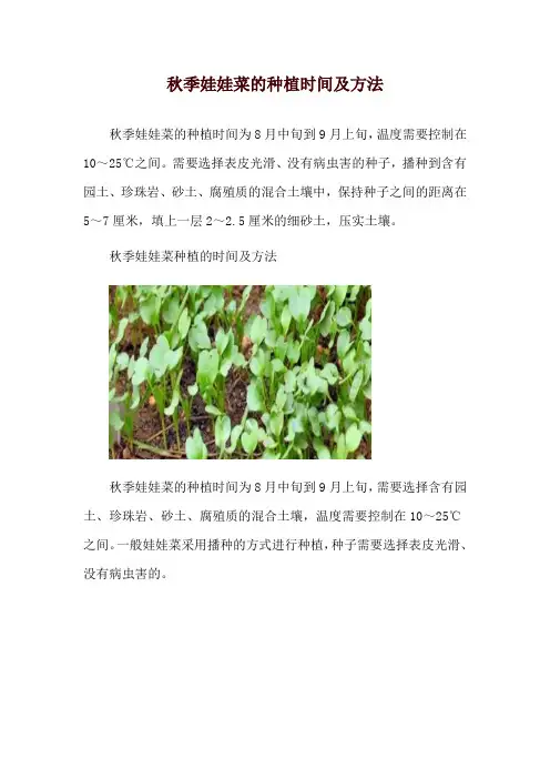 秋季娃娃菜的种植时间及方法