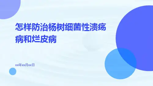怎样防治杨树细菌性溃疡病和烂皮病