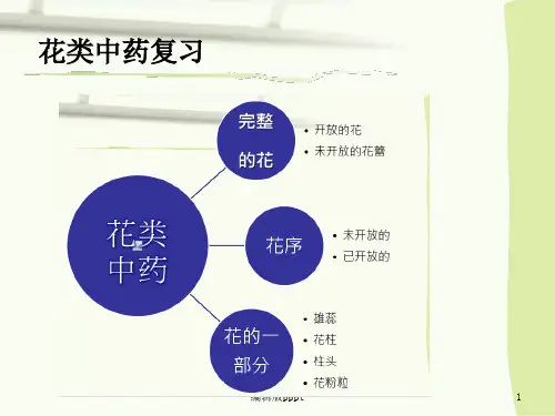 果实种子类中药鉴定ppt课件
