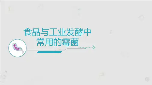 3.8 发酵工业上常见霉菌
