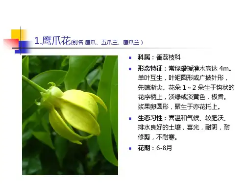 南方常见植物-藤本