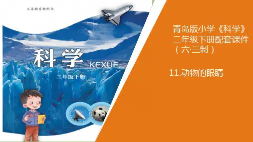 二年级下册科学课件 -11.《动物的眼睛》 青岛版(共11张PPT)