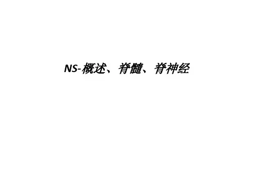[医学]NS-概述、脊髓、脊神经