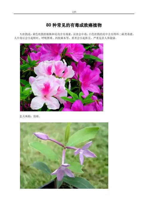 80种常见地有毒或致癌植物(附图片)