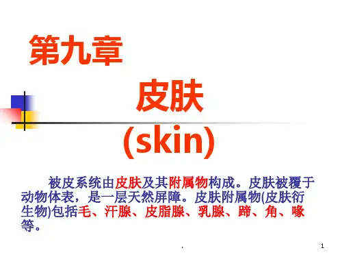 被皮系统PPT课件 