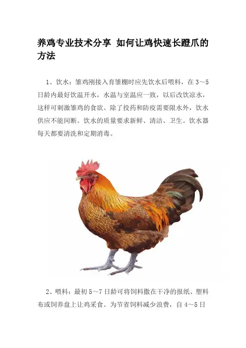 养鸡专业技术分享 如何让鸡快速长蹬爪的方法