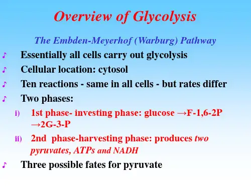 基础生物化学糖酵解Glycolysis