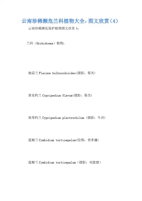 云南珍稀濒危兰科植物大全：图文欣赏(4)