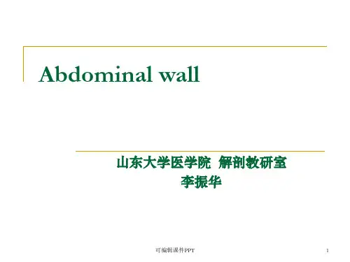腹部解剖图谱ppt课件