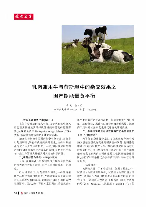 乳肉兼用牛与荷斯坦牛的杂交效果之围产期能量负平衡