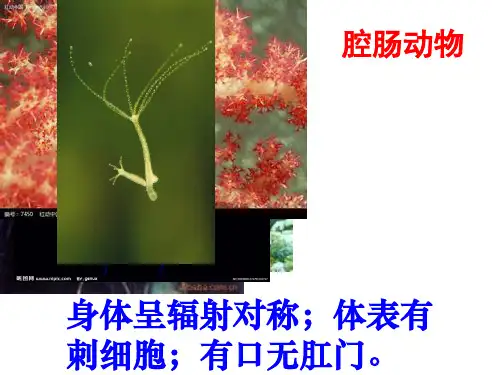 11类动物的特征