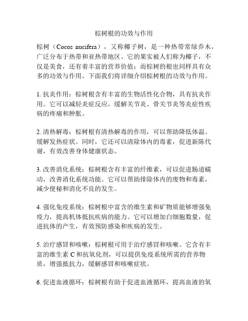 棕树根的功效与作用