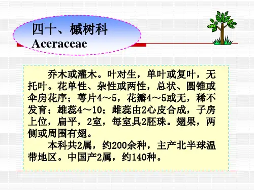 乔木或灌木.叶对生,单叶或复叶,无托叶.花单性、杂性或两性,总