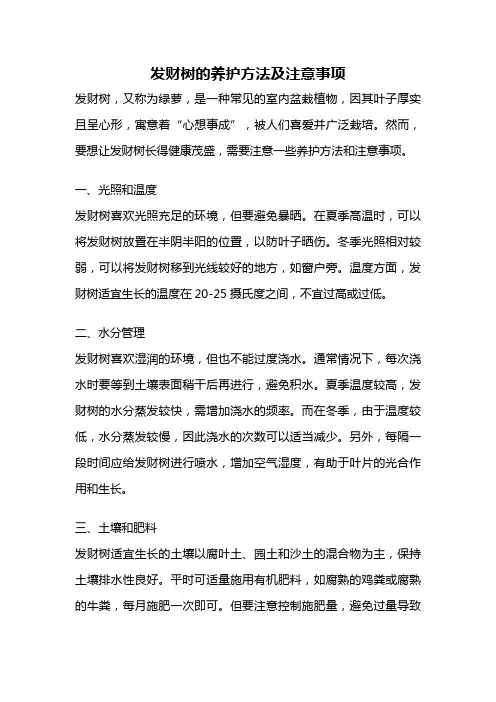 发财树的养护方法及注意事项
