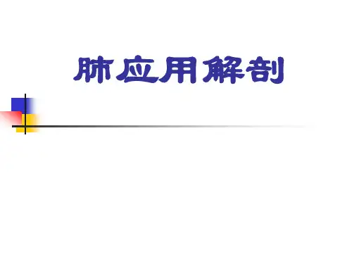 关于肺解剖