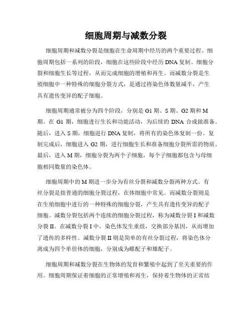 细胞周期与减数分裂