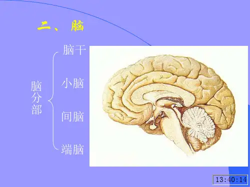 001神经系统脑干小脑间脑端脑