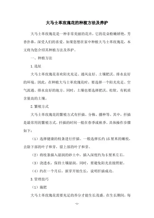 大马士革玫瑰花的种植方法及养护