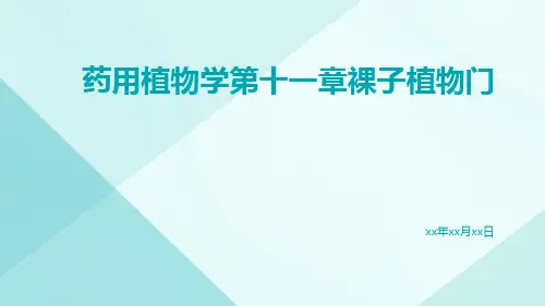 药用植物学第十一章裸子植物门