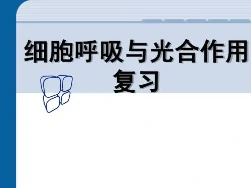 人教版教学课件细胞呼吸和光合作用的复习 ppt
