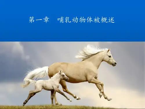 哺乳动物体被的结构 (1)