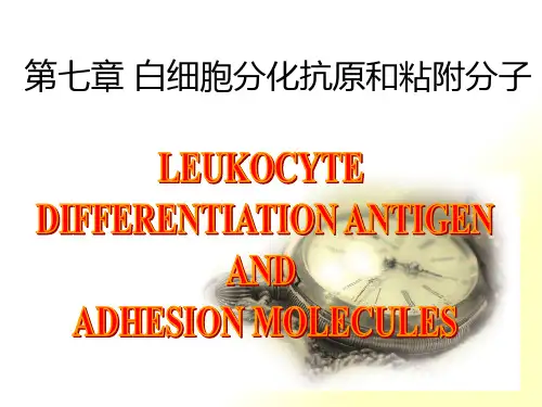 白细胞分化抗原和粘附分子