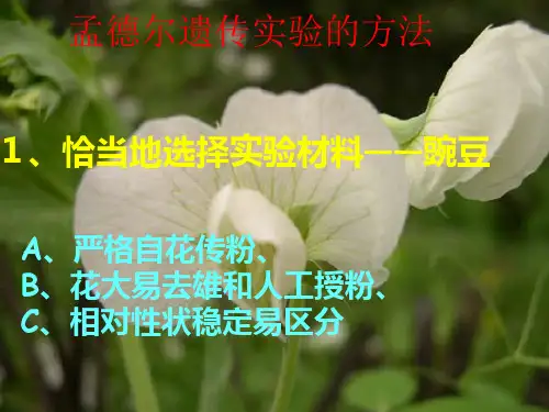 高中生物必修二--遗传规律)