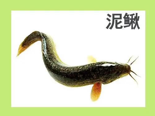 早教课件：认识动物