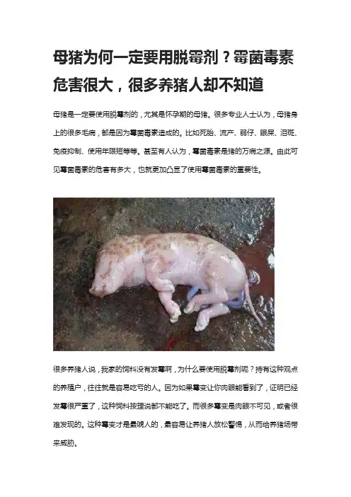 母猪为何一定要用脱霉剂？母猪专用脱霉剂如何选择？