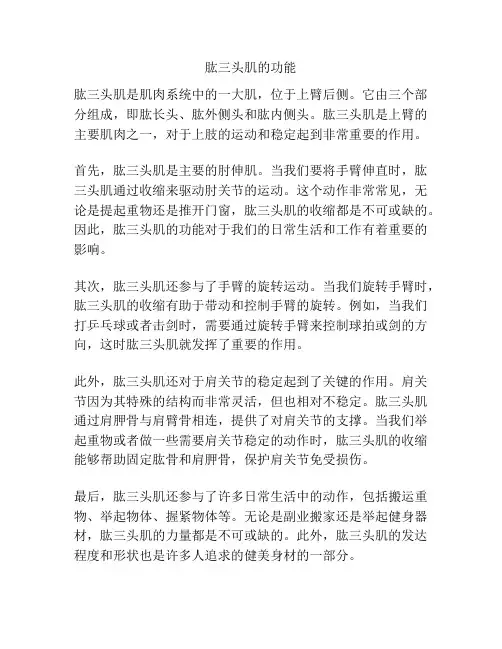 肱三头肌的功能