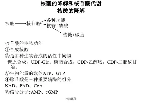 核酸的降解和核苷酸代谢