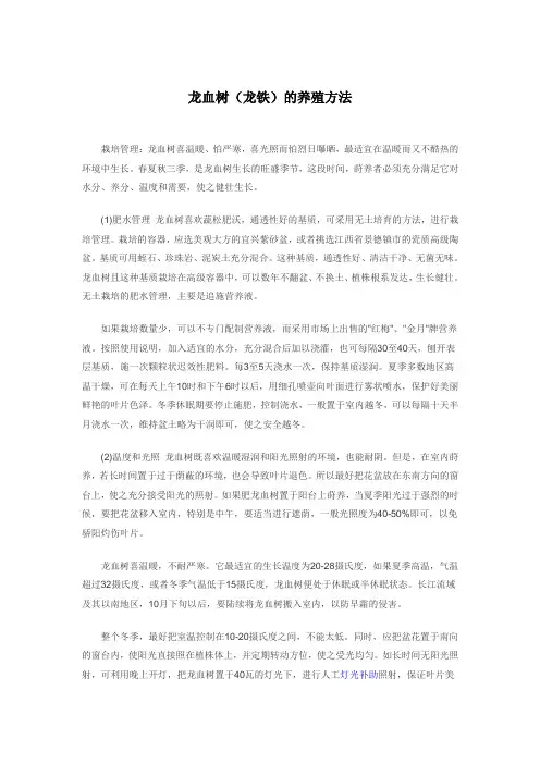 龙血树