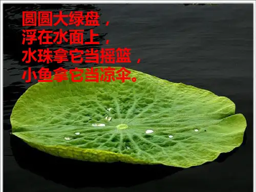 12荷叶圆圆 课件(共26张PPT)