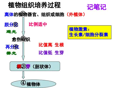 植物体细胞杂交技术