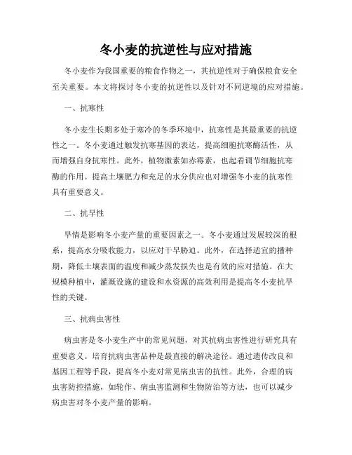 冬小麦的抗逆性与应对措施