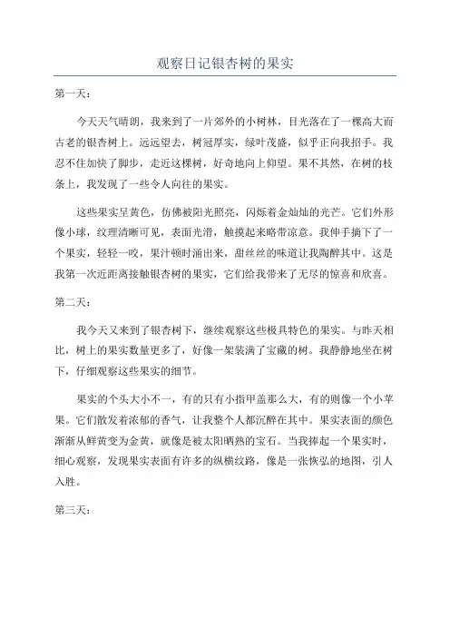 观察日记银杏树的果实