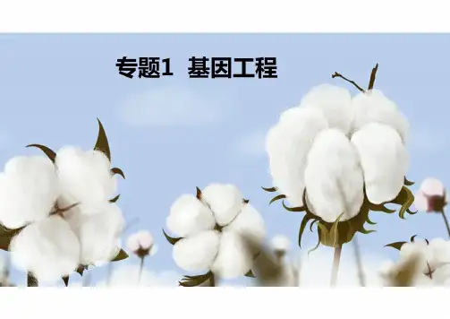 基因工程课件(共24张PPT)人教版(2019)高中生物高考生物第二轮专题