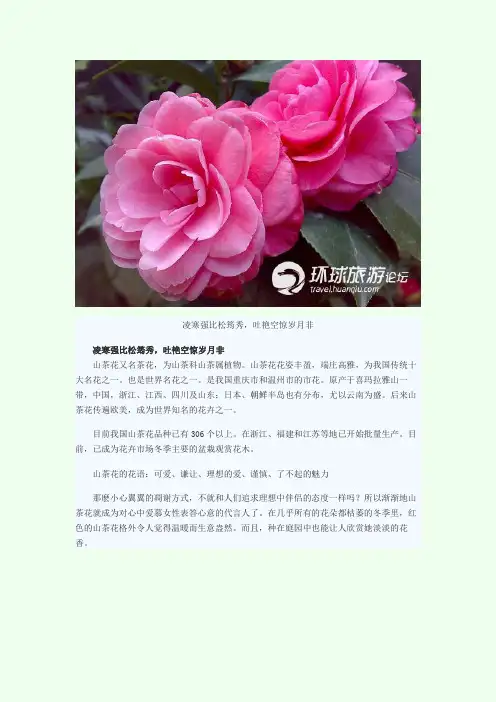 山茶花