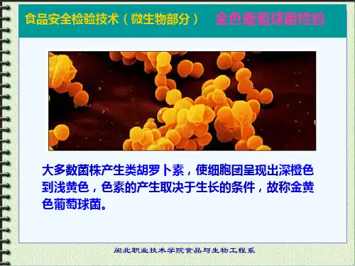 微生物-金黄色葡萄球菌